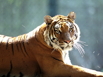 Animals, Tigers HD wallpaper