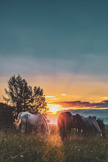 Peaceful scene of horses grazing in a field at sunset. Perfect for nature lovers. HD phone wallpaper