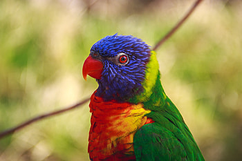 Animals, Parrots, Bird, Multicolored, Motley HD wallpaper