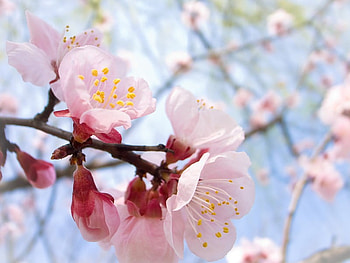 Natures Beauty, blue, branch, pink, pretty, sky, beautiful, blossom HD wallpaper