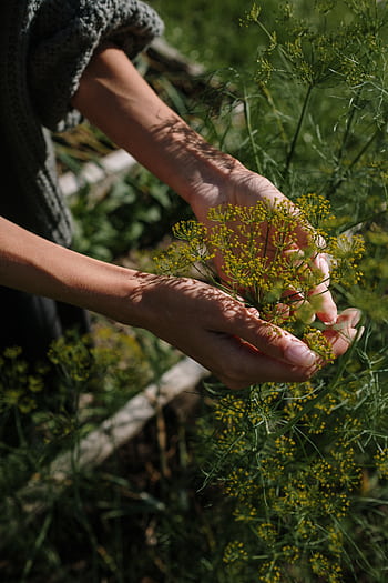 Hands gently harvesting fresh dill in an outdoor garden during summer, showcasing natural growth. HD phone wallpaper