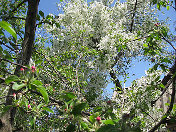 Spring blossoms, cherry blossom, trees, apple blossoms, spring HD wallpaper