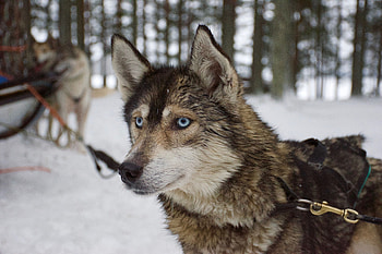 Animals, Dog, Muzzle, Husky HD wallpaper