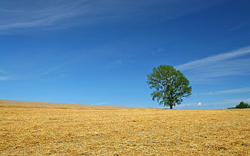 Open Field HD wallpaper
