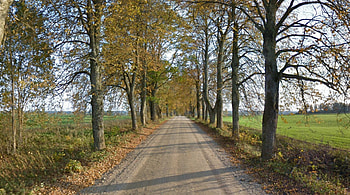 Road in Estonia, fall, grass, tree, estonia, leaves, gray, field, green, trees, autumn, road, forest HD wallpaper