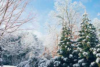 Winter, Nature, Snow, Forest, Ate HD wallpaper