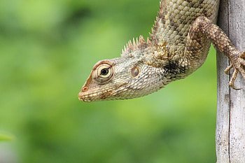 Garden lizard HD wallpaper