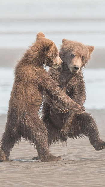 Funny, Funny Two Bears HD phone wallpaper
