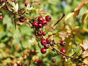 Red berry fruit, Peakpx , Nature HD wallpaper