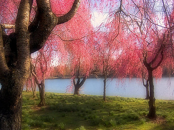 Delicate dressings, trees, pink, spring, blossoms HD wallpaper