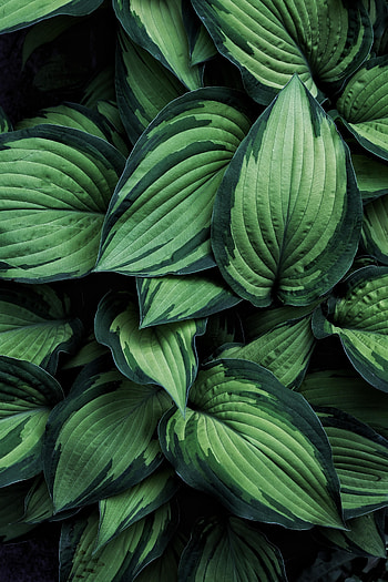 Nature, Leaves, Plant, Host, Hosta HD phone wallpaper