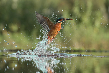 Kingfisher in Action, animal, nature, water, bird HD wallpaper