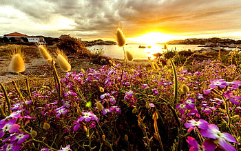 SUMMER SURISE, reflection, Coast, bay, Flowers, sunrise HD wallpaper