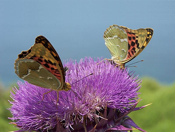 Butterflies, two, purple, flower HD wallpaper