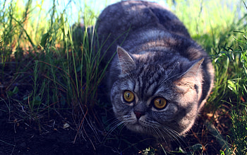 Animals, Grass, Cat, Shadow, Fright, Waiting, Expectation HD wallpaper