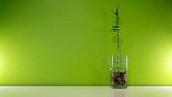 Houseplant, Bamboo HD wallpaper