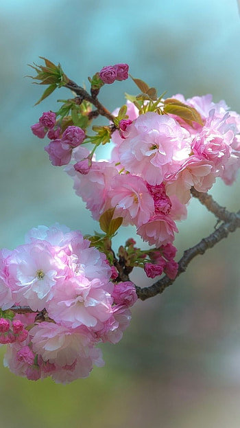 Spring, Pink, Adorable Flower HD phone wallpaper
