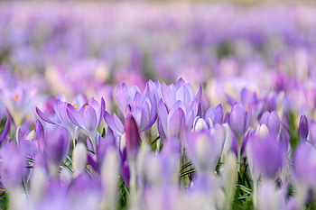 Vibrant Crocus Bloom: Stunning Nature, nature, crocus HD wallpaper