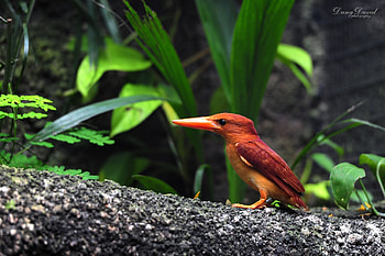 Animals, Grass, Leaves, Bird, Sit, Bark, Kingfisher HD wallpaper