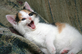 Animals, Kitty, Kitten, Muzzle, Playful, To Yawn, Yawn HD wallpaper