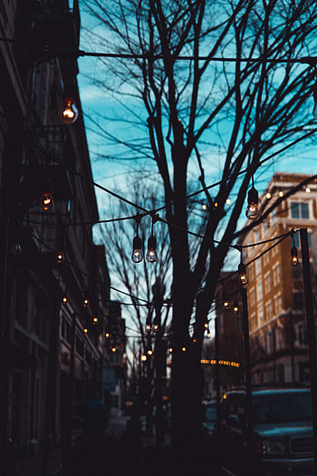 Cities, Trees, Lamp, Evening, Street, Lamps HD phone wallpaper