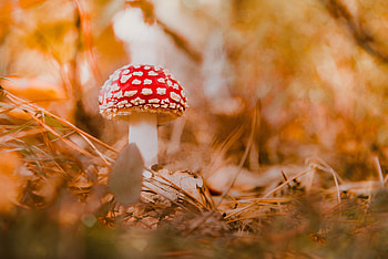 Macro, Mushroom, Fly Agaric HD wallpaper
