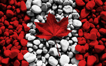 Rocks, Maple Leaves HD wallpaper
