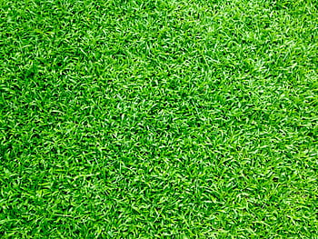 Vibrant green grass close-up, perfect for background or texture use in outdoor themes. HD wallpaper