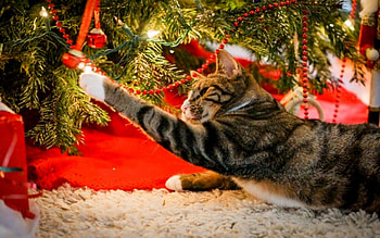 Caught In The Act, Ornaments, Christmas, Tree, Cat, Paws HD wallpaper