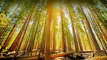 Mariposa Grove in Yosemite National Park, California, Yosemite National Park, sequoia, nature, forest HD wallpaper