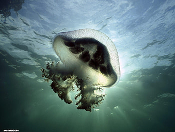 Animals, Water, Sea, Jellyfish HD wallpaper