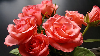 Red roses, flower, fresh, portrait HD wallpaper
