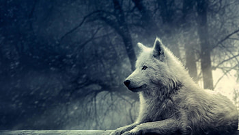 cartoon wolf HD wallpaper
