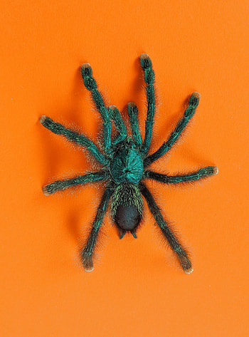 Animals, Fluffy, Insect, Spider, Tarantula HD phone wallpaper