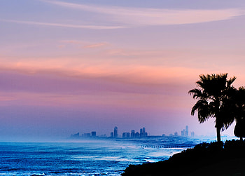Palm Tree Outdoors , palm, trees, nature HD wallpaper