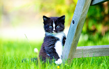 Kitten :), kitten, white, black, blue eyes, ladder, cat, grass HD wallpaper