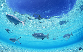 Animals, Fishes HD wallpaper