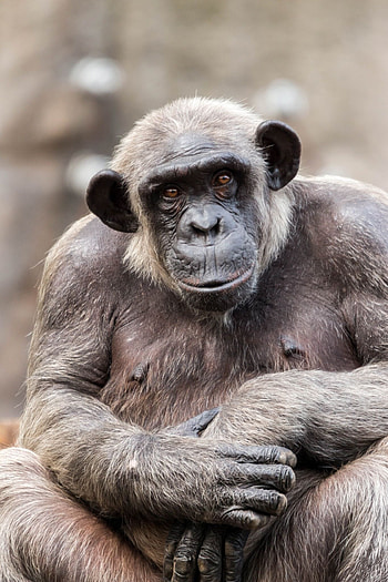 Chimpanzee portrait, Cute animal, Animal graphy HD phone wallpaper