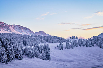 Winter, Nature, Snow, Fir-Trees, Snow Covered, Snowbound HD wallpaper