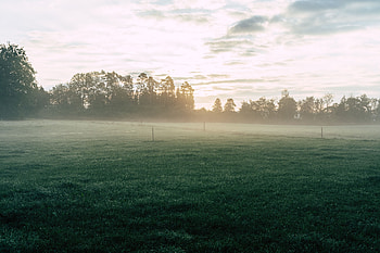 Nature, Trees, Grass, Dawn, Fog, Rise, Sunrise, Field HD wallpaper