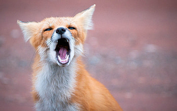 Animals, Fox, Grin, Predator, Open Mouth HD wallpaper