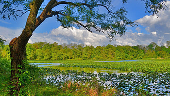 Nature, Rivers, Trees, Grass, Swamp HD wallpaper