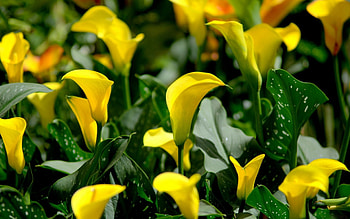 Lovely Flowers, garden, leaves, flowers, lovely HD wallpaper