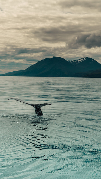 Animals, Water, Sea, Whale, Tail HD phone wallpaper