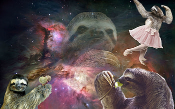 sloth for - HD wallpaper