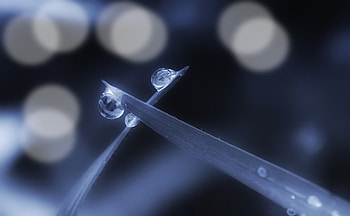 Drops, blue, grass, drop HD wallpaper