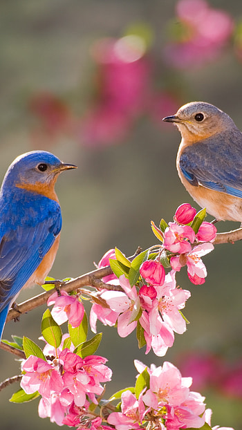 Love Birds, Beautiful, Nature Background HD phone wallpaper