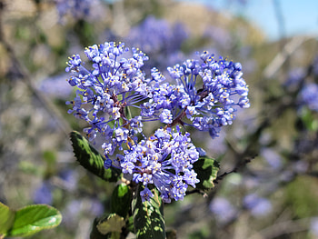 Floral Closeup - Blue Flowers, green, blue, plant, close-up, flower, graphy, nature HD wallpaper