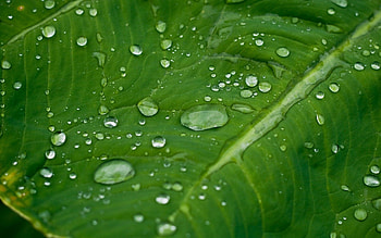 Grass, Drops, Plant, Macro, Sheet, Leaf, Dew HD wallpaper