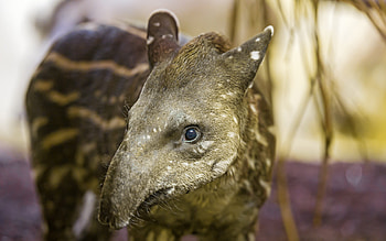 Tapir, , Background , Striking visuals HD wallpaper